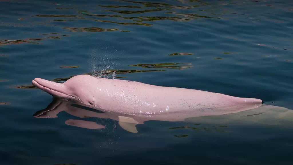 Delfín rosado en la Reserva Nacional Pacaya Samiria