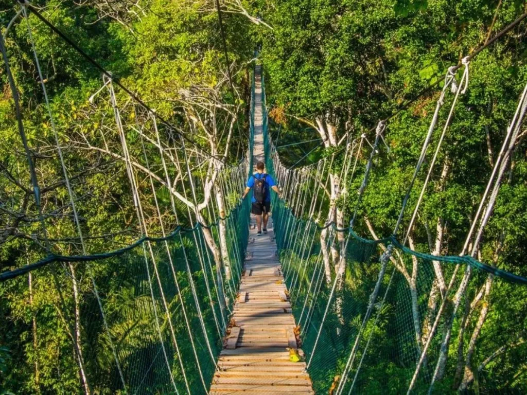 Puente colgante en la Reserva Nacional Tambopata